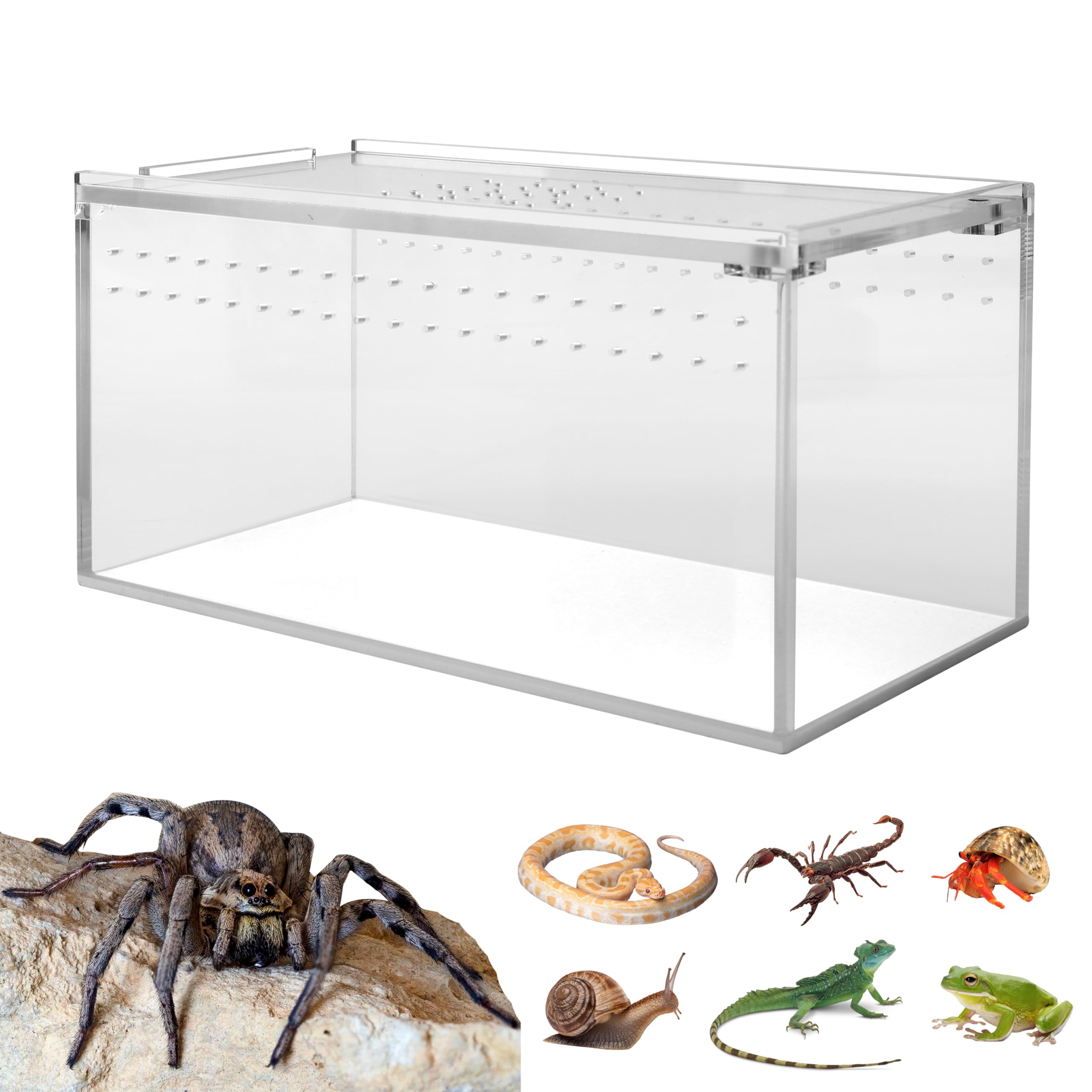 Smartang acrylic terrarium shown from the front.