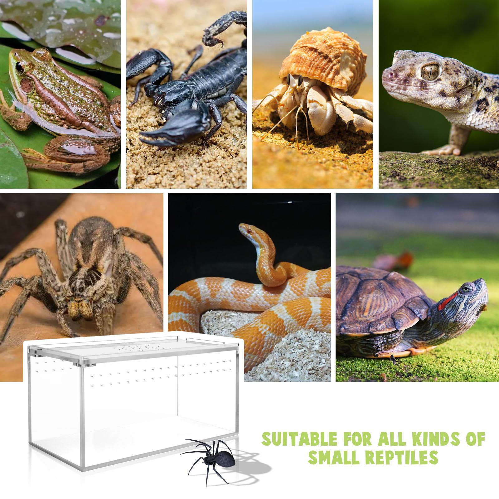 Smartang acrylic terrarium shown housing a small pet.