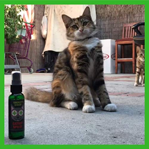 A cat is offered dried catnip from Smokey's Stash.