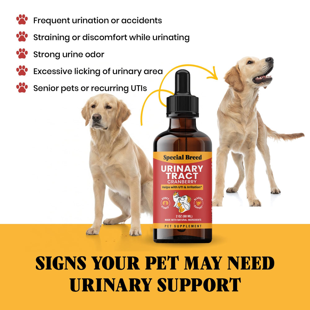 A cat receiving Special Breed urinary support drops.