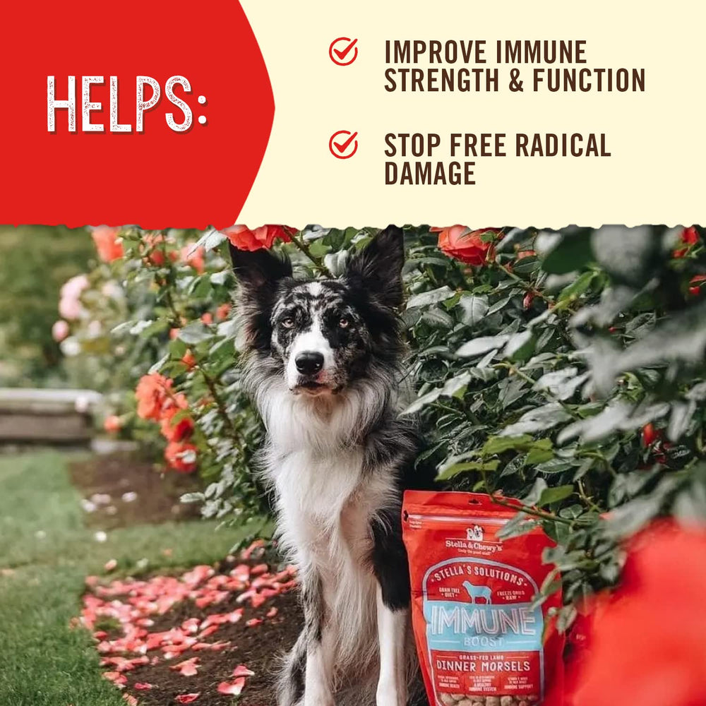 Stella & Chewy’s freeze-dried raw dog food shown as a topper for kibble.
