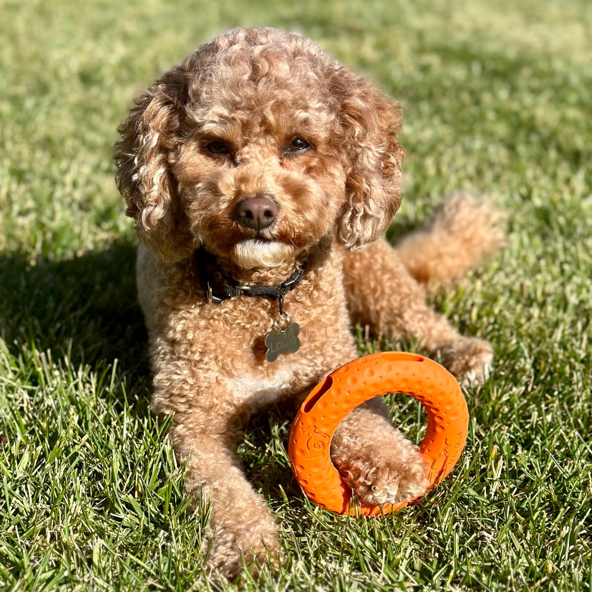 Tall Tails G.O.A.T. Sport Fetch Ring shown during a fetch session.
