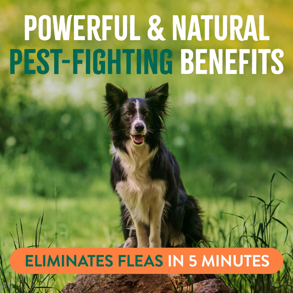 TropiClean flea and tick spray bottle shown on its own.