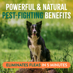 TropiClean flea and tick spray bottle shown on its own.