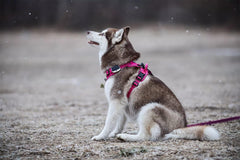 TRUE LOVE reflective dog harness shown in a detail view.