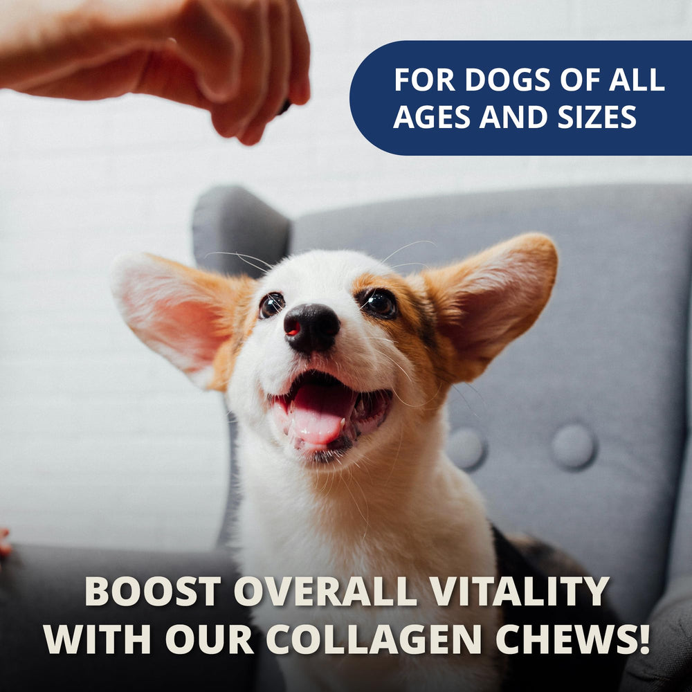 Under the Weather collagen dog chews shown with their recyclable packaging.