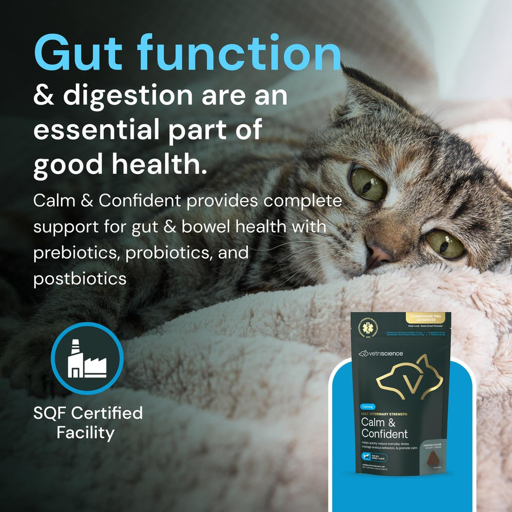 VetriScience Calm & Confident Chews shown in a pet-use setting.