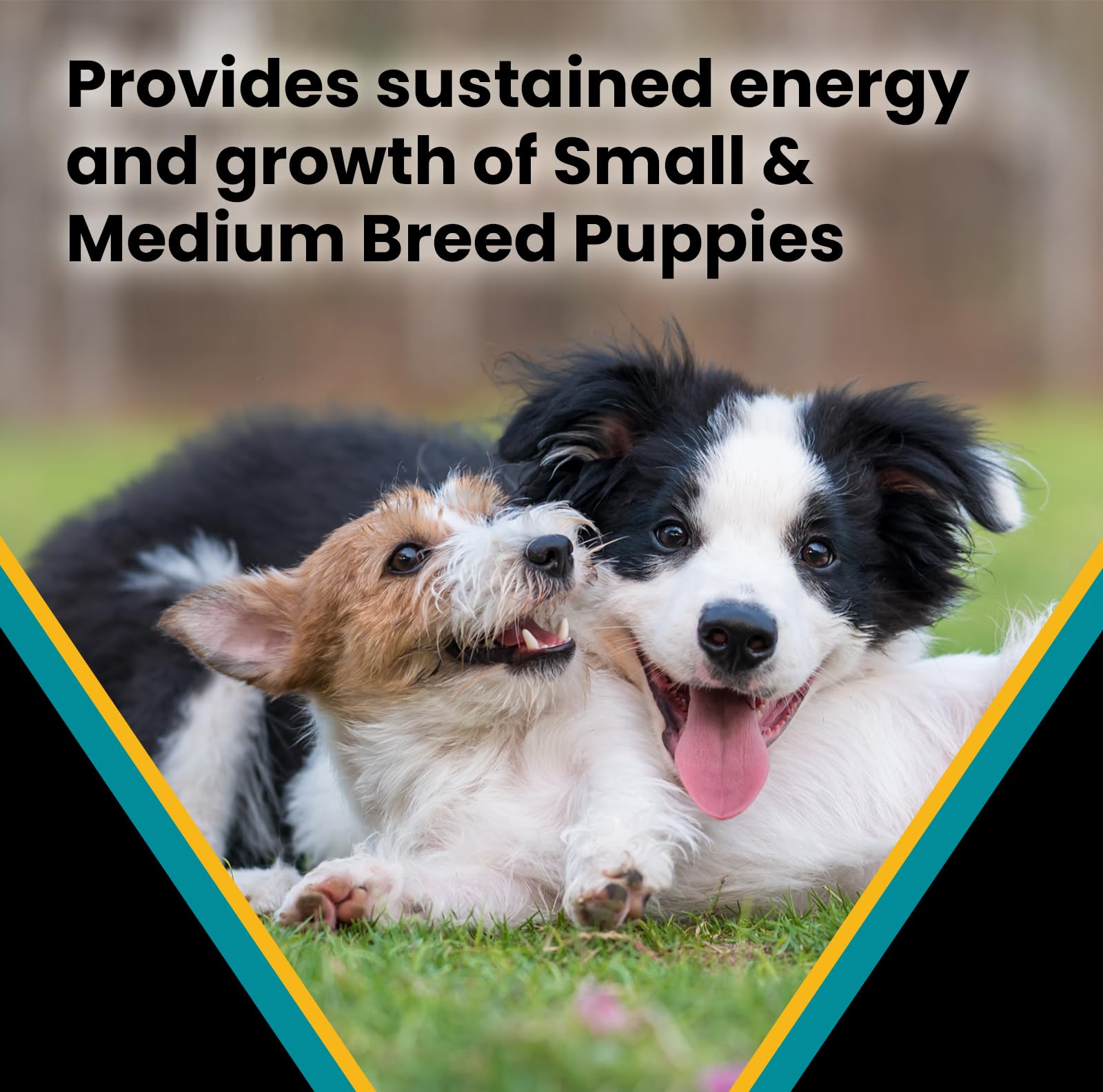 VICTOR Hi-Pro Plus puppy dog food image highlighting DHA for brain and vision development.