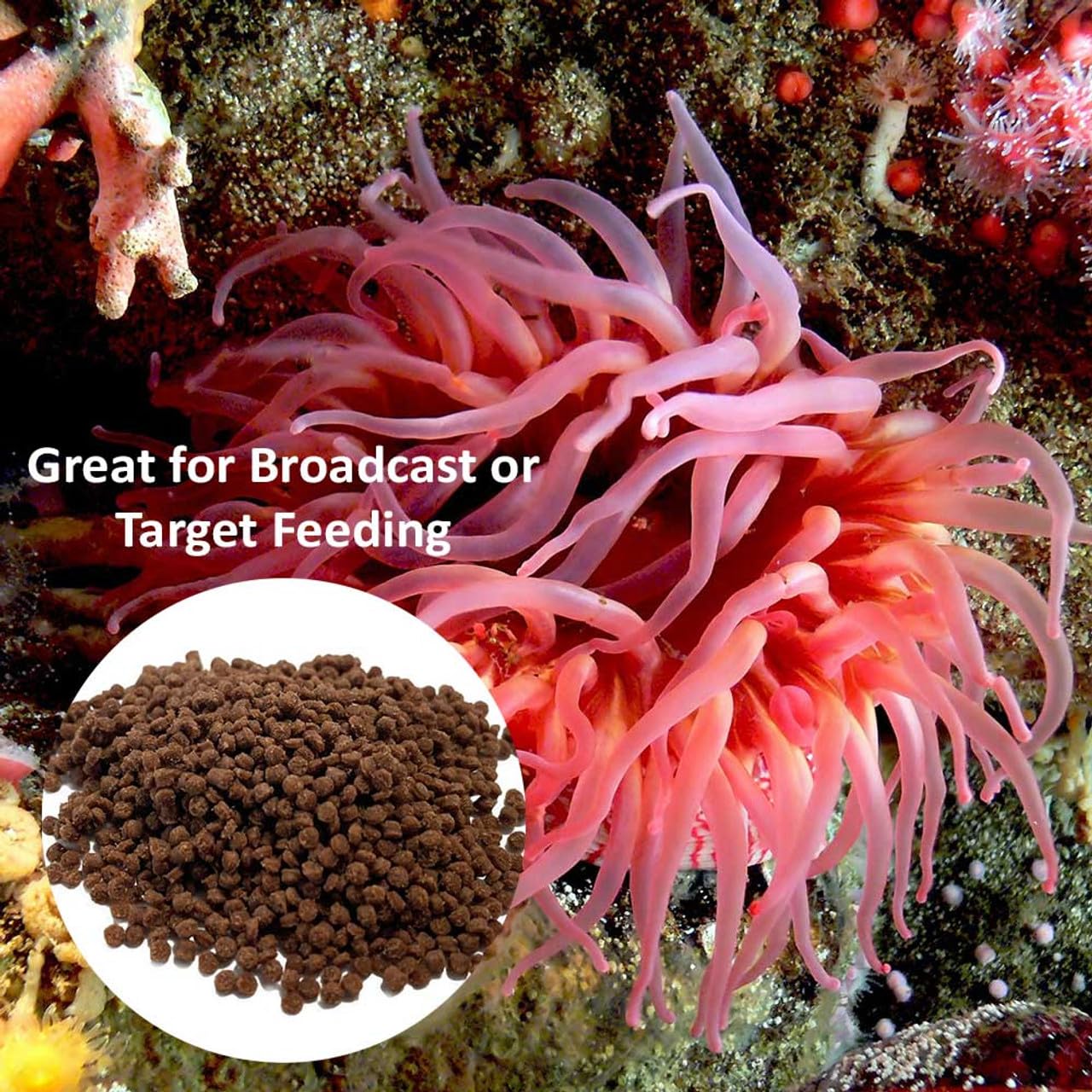 Vitalis Marine Anemone Pellets shown in a close-up of their pellet form.