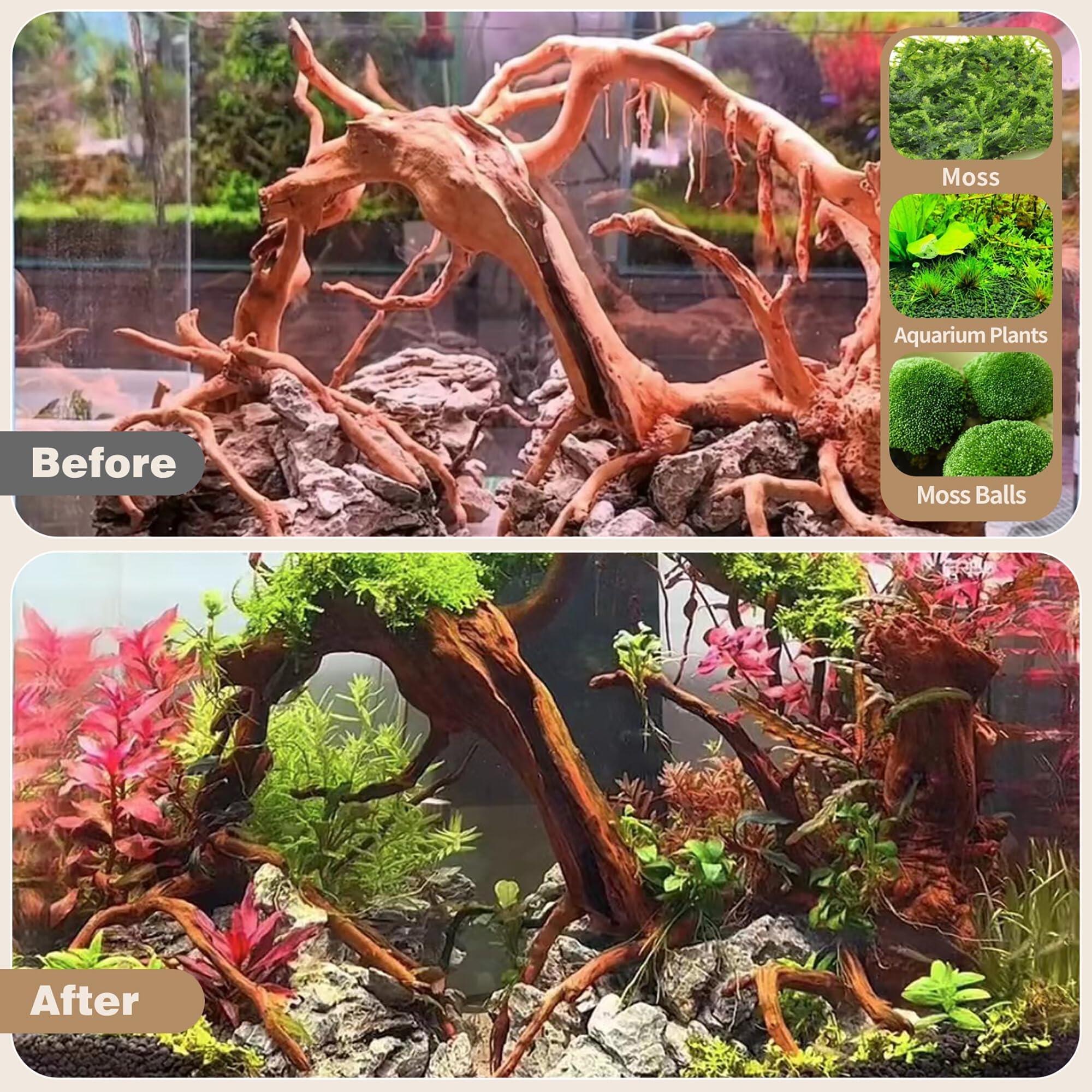 WDEFUN natural spiderwood shown as a climbing branch in a reptile enclosure.
