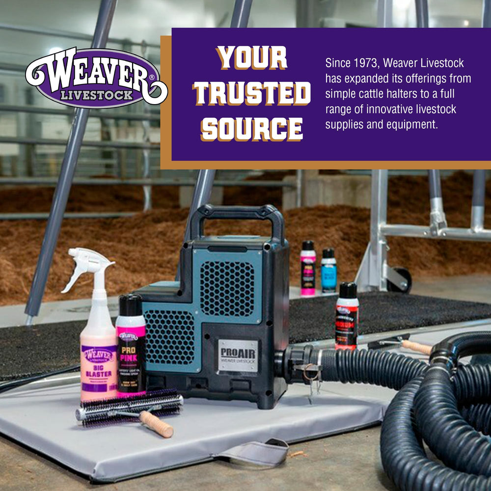 Weaver Livestock Whitening Shampoo for a coat prepared for grooming and finishing.