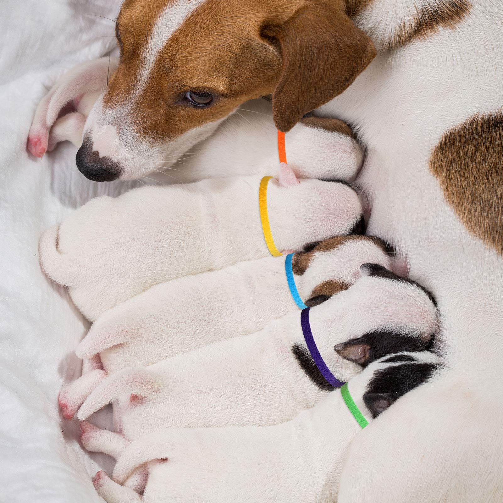 Weewooday newborn whelping collars shown in three size options.