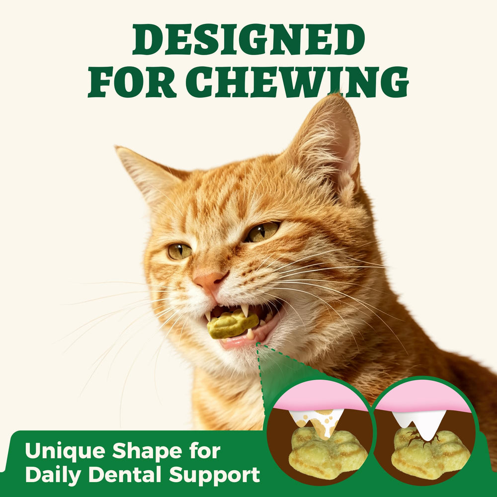 A cat enjoying a crunchy bite of Wellix cat grass treats.