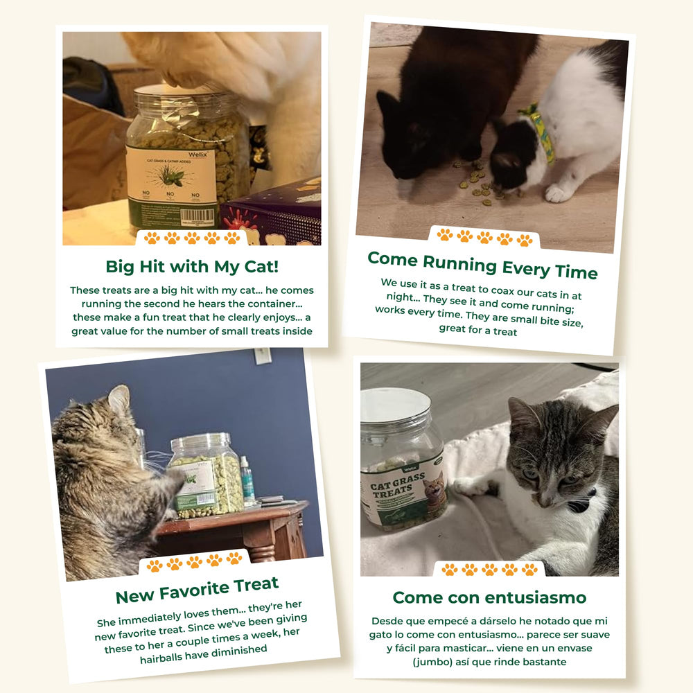 Wellix cat grass treats highlight salmon, catnip and cat grass ingredients.