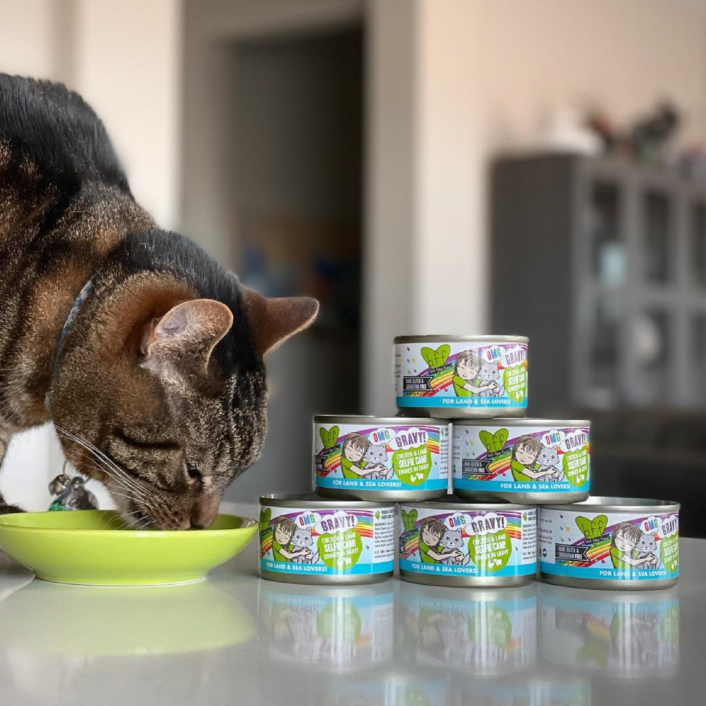 Weruva cat food shown as an adult cat meal.