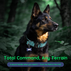 WhoseID tactical dog collar detail showing robust webbing and reinforced stitching.