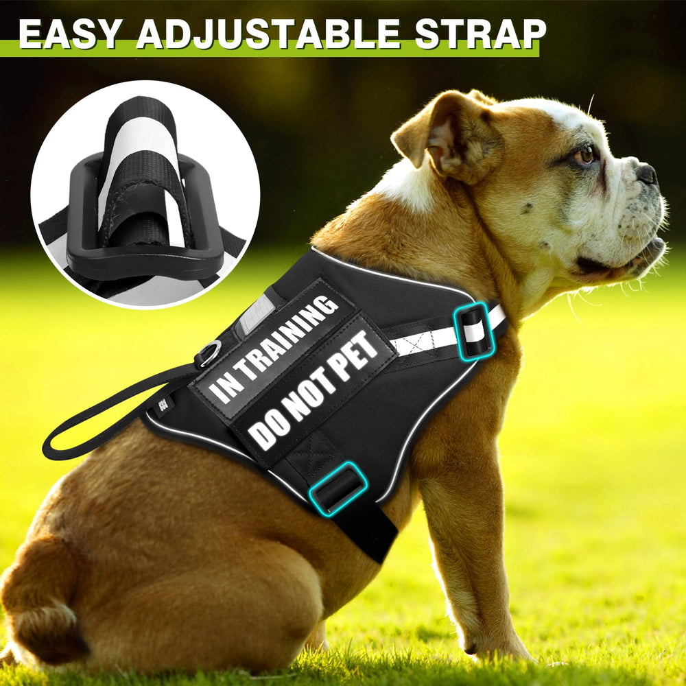 WINSEE dog harness and leash shown with reflective details.