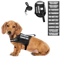 WINSEE dog harness set shown from the front with the vest and leash.