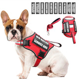 WINSEE dog harness set shown from the front with its vest and leash.