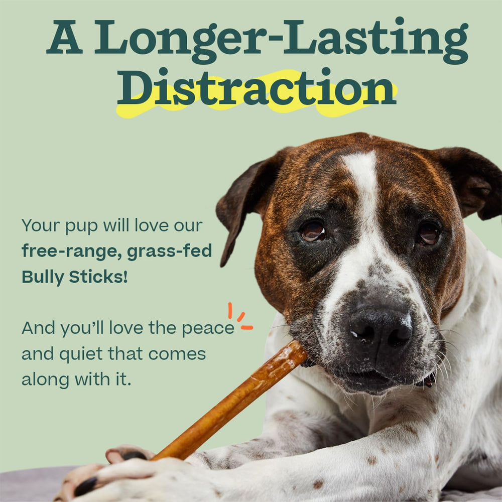 A dog chewing a WOOF Bully Stick during an enrichment session.