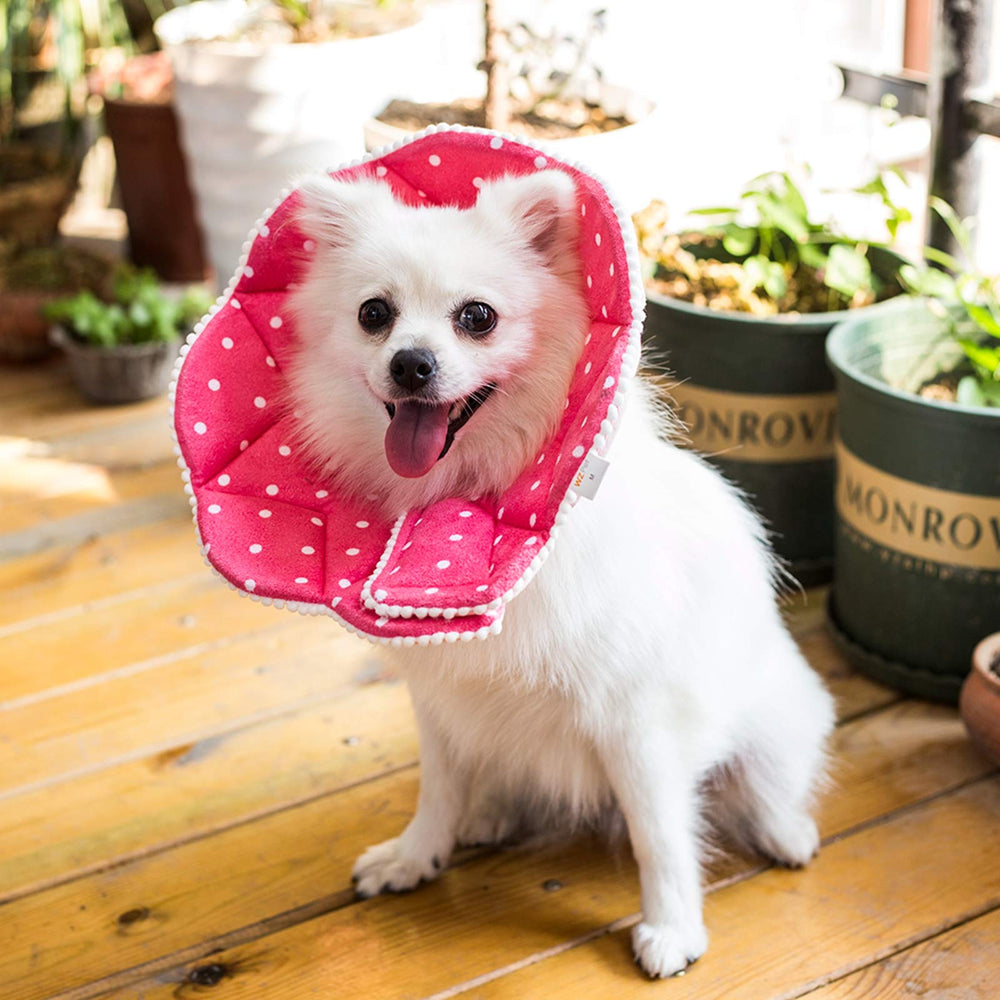 WZ PET recovery cone folded for storage.