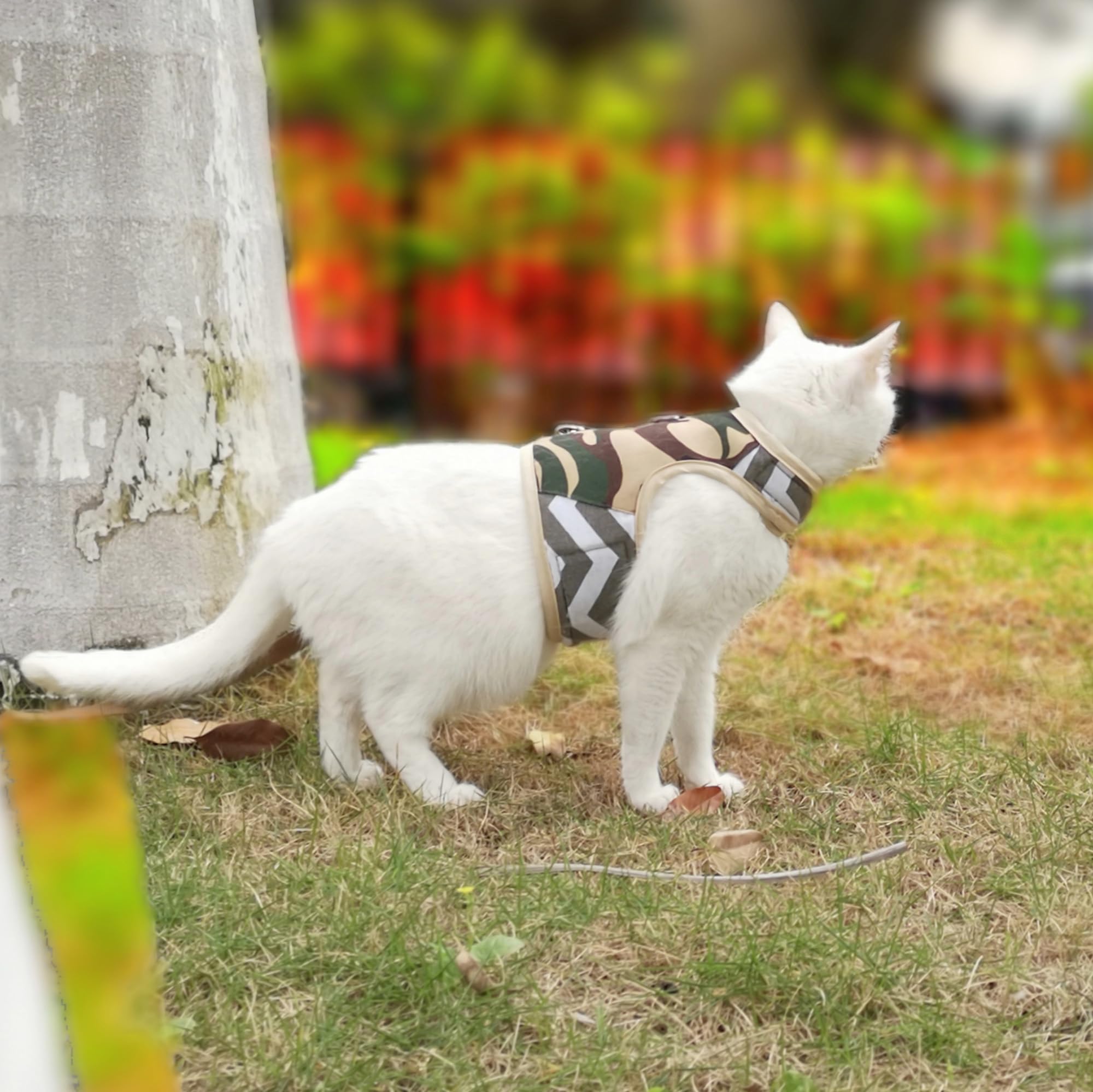YIZHI MIAOW cat harness with the leash attached for walking practice.