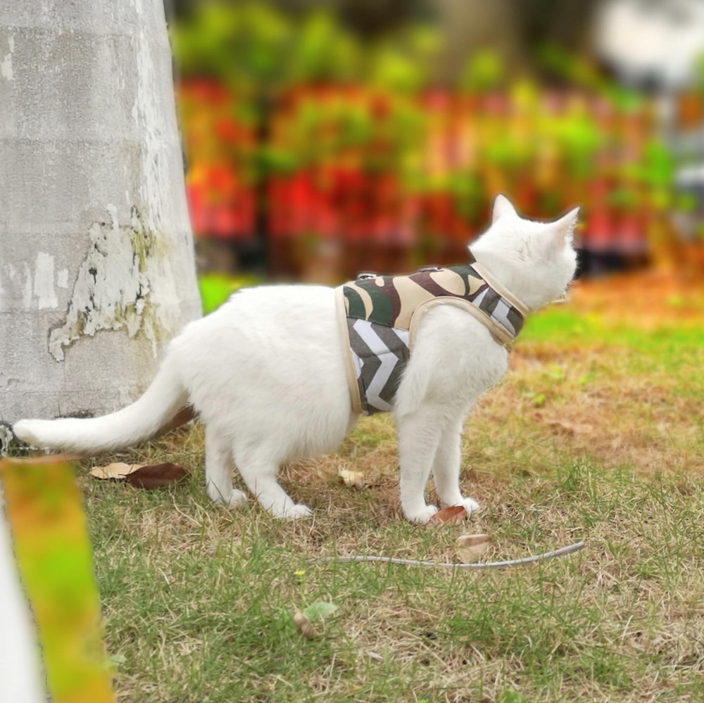 YIZHI MIAOW cat harness with the leash attached for walking practice.