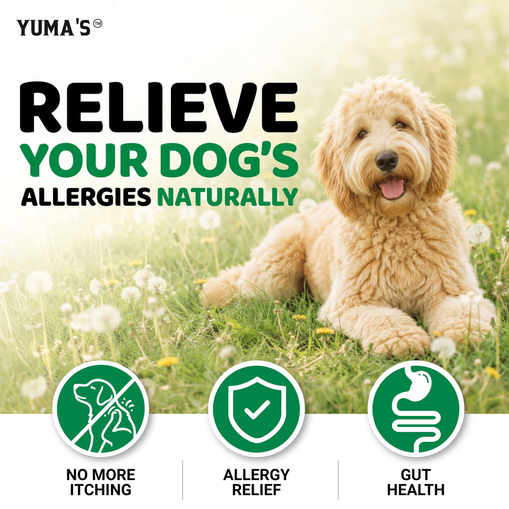 YUMA'S Dog Allergy Relief Chews displayed as a treat collection.