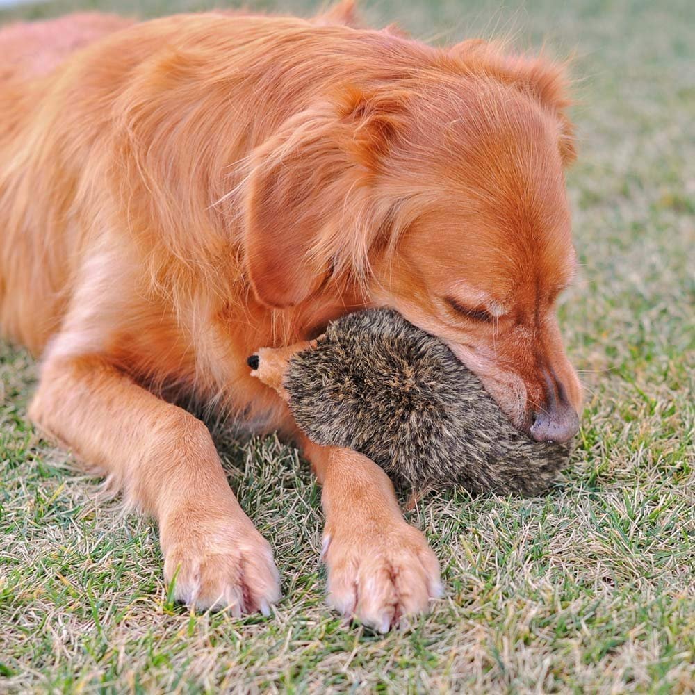 ZippyPaws Hedgehog dog toy shown during interactive play with a dog.