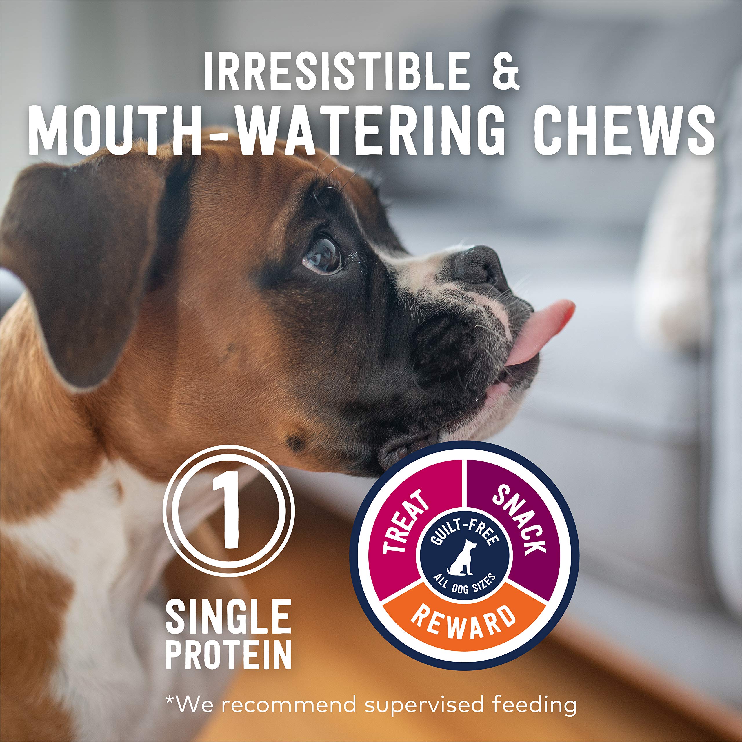 A dog enjoying a chew from ZIWI Beef Weasand Dog Treats.